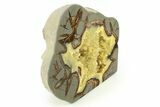 Polished, Crystal Filled Septarian Nodule - Utah #272922-1
